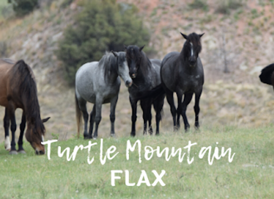 north-dakota/turtle-mountains/shop/turtle-mountain-flax