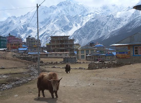nepal/langtang-valley/shop/langtang-trek
