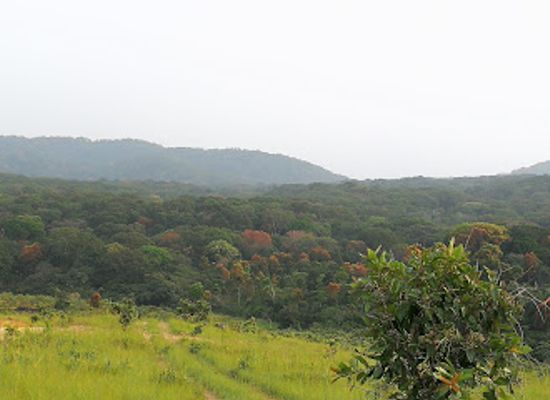 gabon/mayombe-forest/shop/lope-national-park