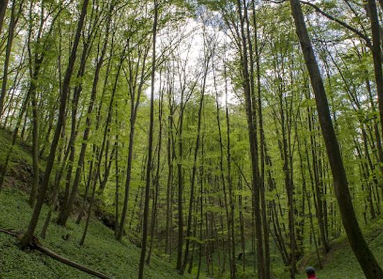 hungary/mecsek-mountains/shop/mecsek