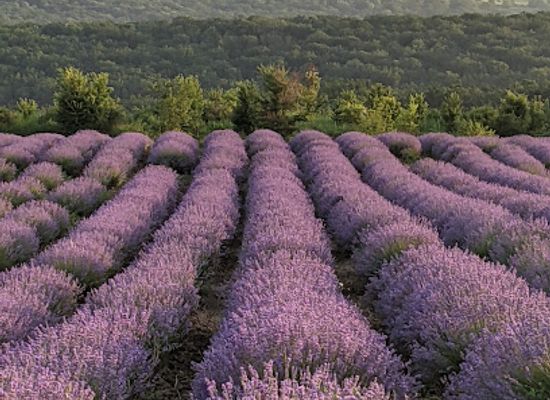 moldova/orhei-county/shop/casa-lavanda