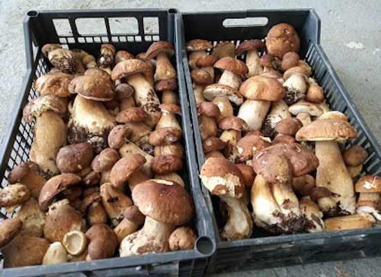 serbia/pcinja/shop/euro-s-fungi-radnja-za-otkup-sumskih-plodova-i-voca