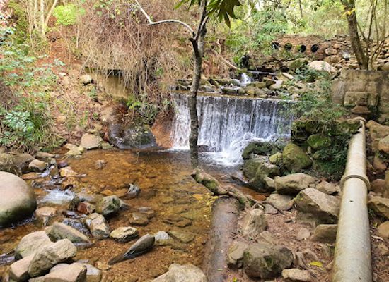 south-africa/overberg/shop/newlands-forest