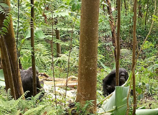 burundi/nyungwe-forest-national-park/shop/nyungwe-national-park-rwanda