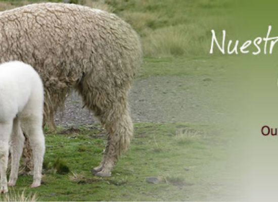 bolivia/la-paz-valley/shop/ayni-bolivia-fair-trade-alpaca-handicrafts