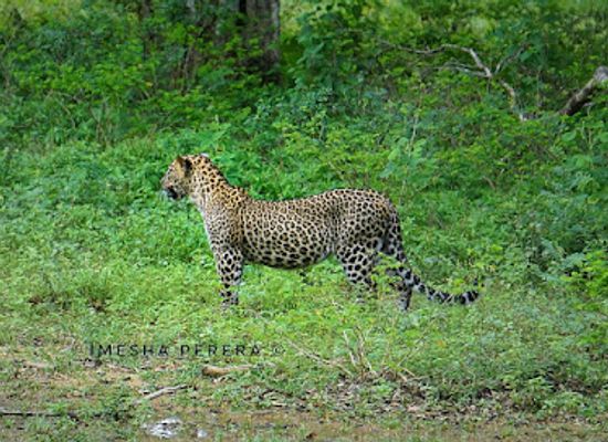 sri-lanka/yala-national-park/shop/yala-national-park-sri-lanka