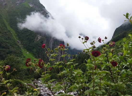 india/valley-of-flowers-national-park/shop/valley-of-flowers-2-km