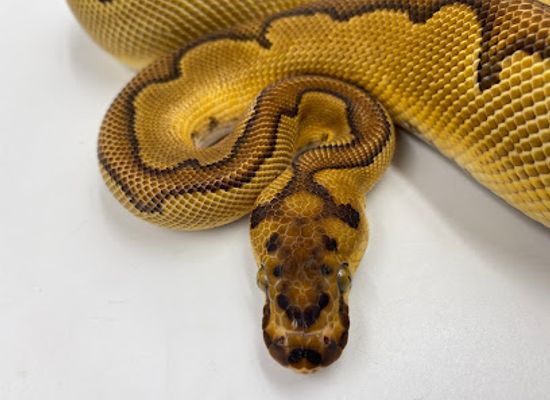 washington/the-skagit-valley/shop/reptiles-etc