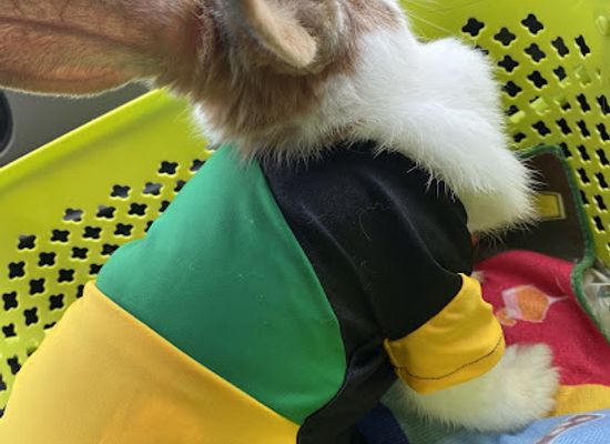 jamaica/runaway-bay/shop/bailey-blues-farm