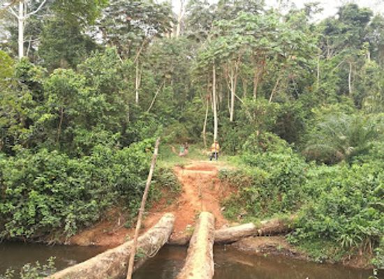 cameroon/dja-faunal-reserve/shop/dja-faunal-reserve