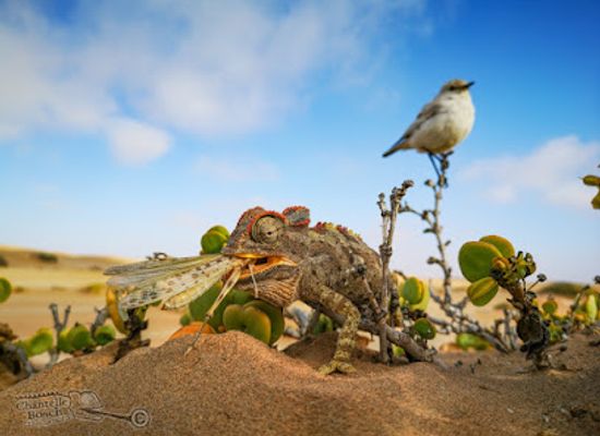 namibia/namib-desert/shop/tommy-s-living-desert-tours