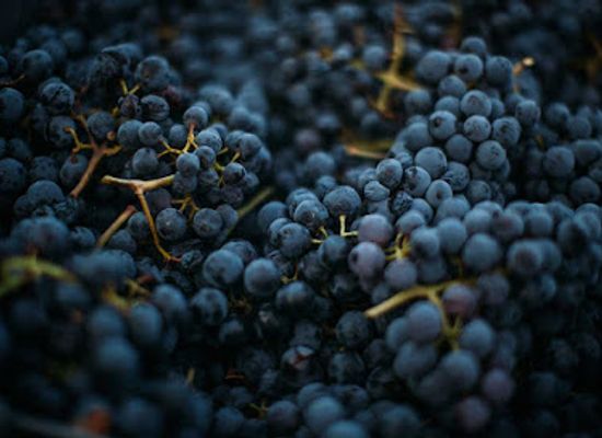 croatia/peljesac-peninsula/shop/wine-shop-opg-glavor