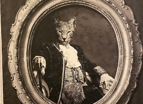 germany/hamburg/shop/hip-cats-vintage-fashion