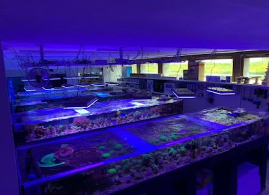 liechtenstein/gamprin-region/shop/colorals-zilian-coral-farm