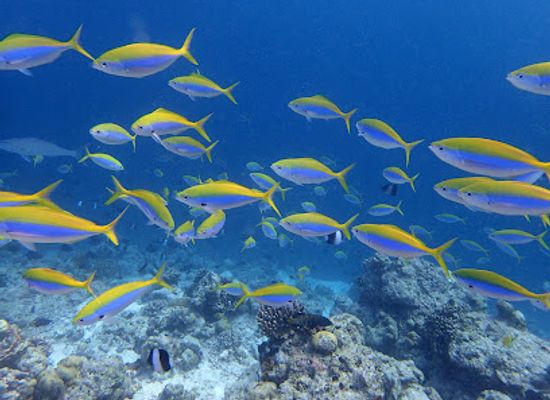 maldives/baa-atoll/shop/ocean-stories