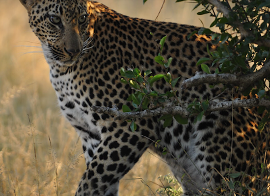 zimbabwe/matabeleland-north/shop/cuckoo-safaris