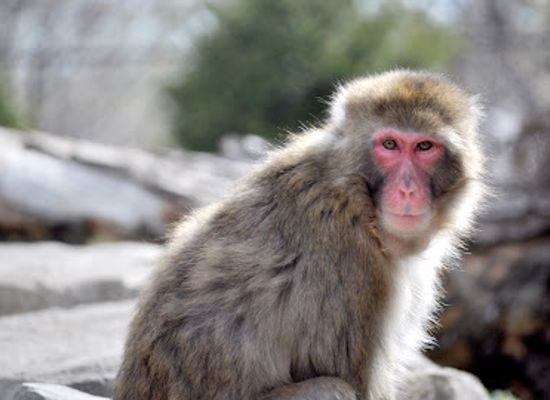 south-dakota/great-plains/shop/great-plains-zoo