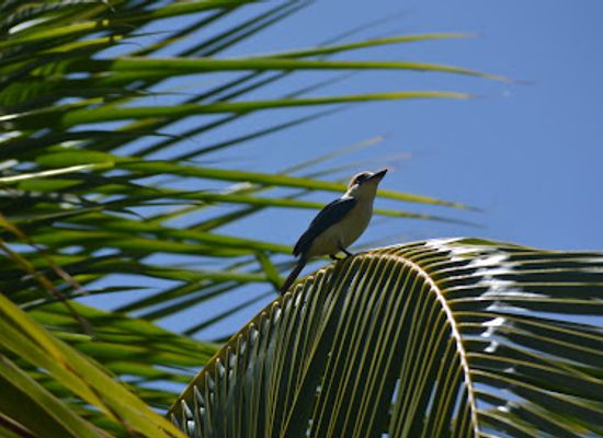 french-polynesia/tuamotu-archipelago/shop/niau
