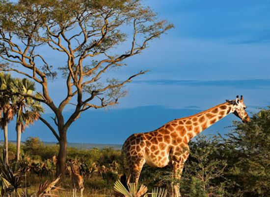 uganda/murchison-falls-national-park/shop/murchison-falls-national-park-kichubanyobo-entrance-gate