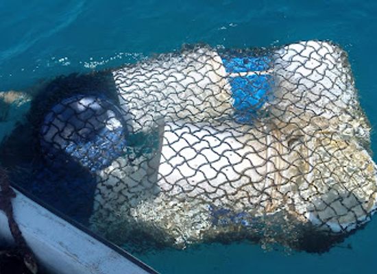 kiribati/kiritimati-christmas-island/shop/reef-colors-supplier