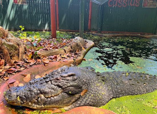 australia/great-barrier-reef/shop/marineland-croc-park