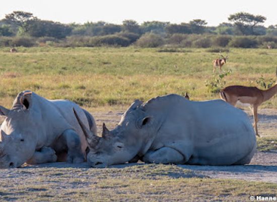 botswana/central-district/shop/khama-rhino-sanctuary