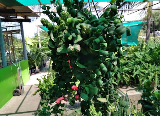 curacao/julianadorp/shop/klein-hofje-gardens