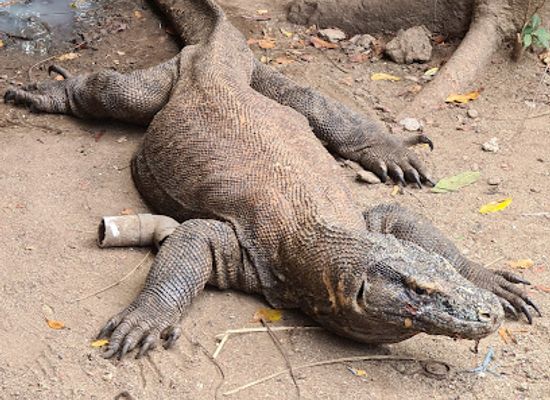 indonesia/komodo-national-park/shop/loh-liang-komodo-national-park