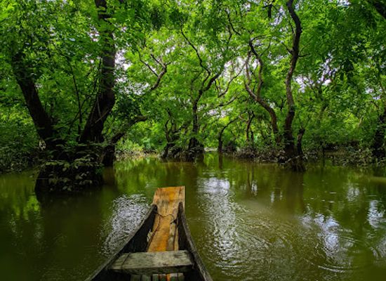bangladesh/ratargul-swamp-forest/shop/ratargul-swamp-forest