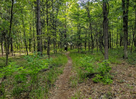 louisiana/central-louisiana/shop/kisatchie-national-forest