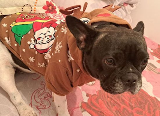 romania/teleorman/shop/sc-n-d-for-pets-propets
