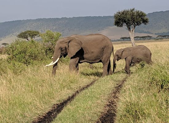 kenya/maasai-mara/shop/mara-triangle