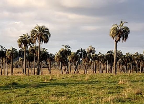 uruguay/rocha-coast/shop/palmares-de-rocha