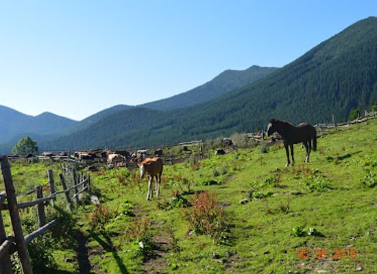 ukraine/svydovets-mountains/shop/kolyba-smotrych