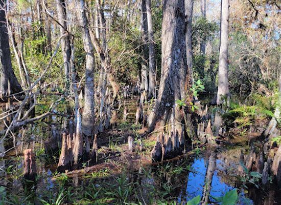 florida/big-cypress-national-preserve/shop/clyde-butcher-big-cypress-gallery