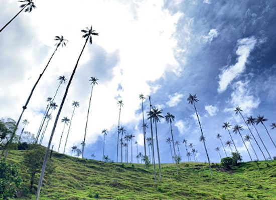 colombia/cocora-valley/shop/forest-of-the-palms