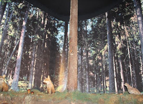 poland/białowieża-forest/shop/natural-forest-museum-bialowieza-national-park