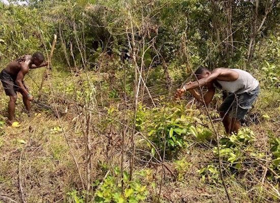 liberia/grand-cape-mount-county/shop/light-of-the-world-farm