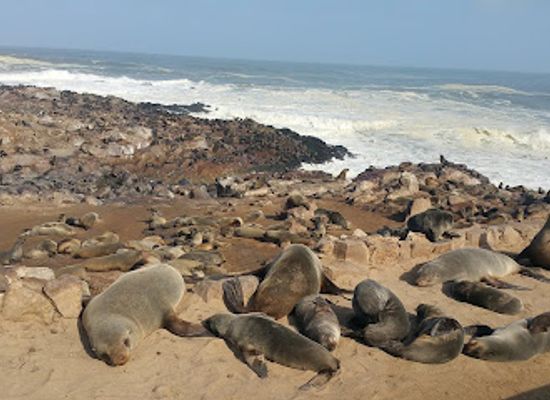 namibia/skeleton-coast/shop/cape-cross-seal-reserve