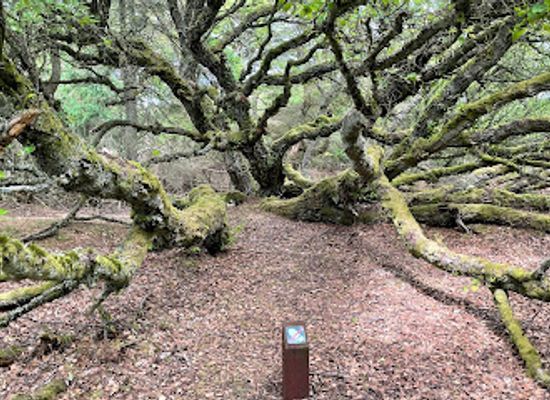 denmark/thy-national-park/shop/thagaards-plantage