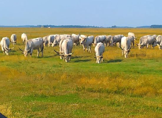 hungary/hortobagy/shop/matai-menes