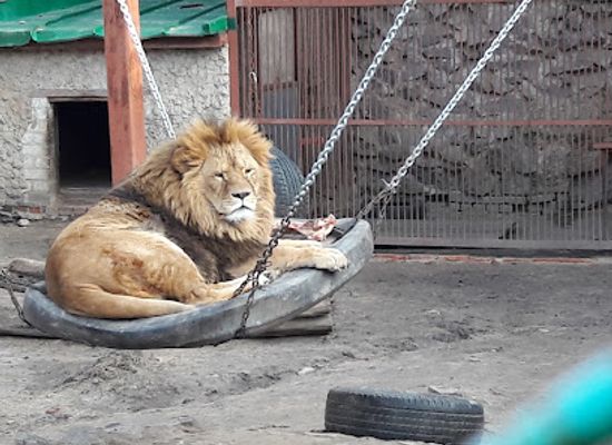 ukraine/vysokyi-verkh/shop/kharkiv-zoo