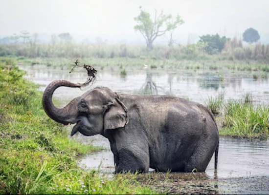 nepal/chitwan-national-park/shop/chitwan-national-park