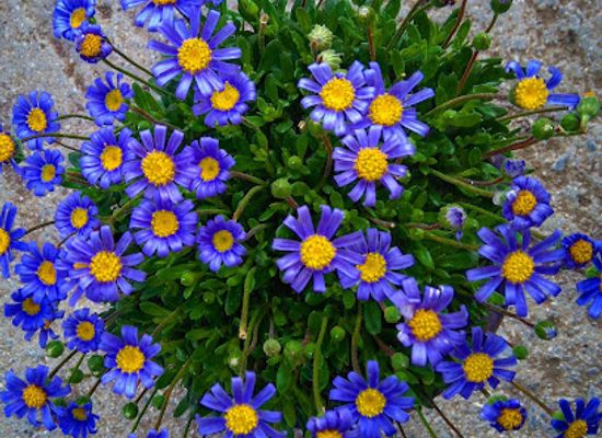 greece/euboea/shop/nurseries-savaidi