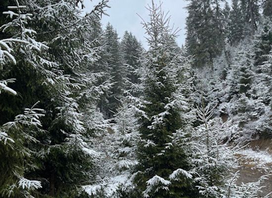 ukraine/carpathian-mountains/shop/carpathian-touch