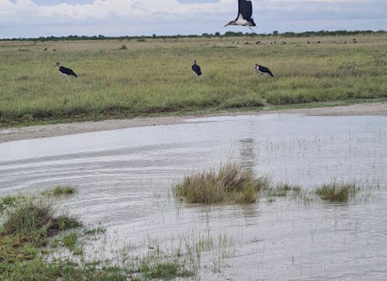 botswana/central-district/shop/nata-bird-sanctuary
