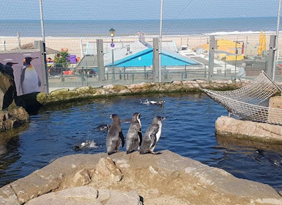 netherlands/delfland/shop/sea-life-scheveningen
