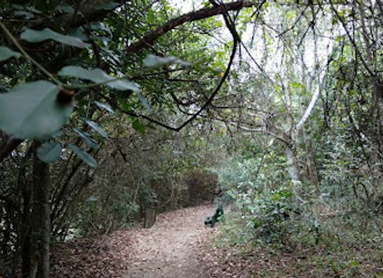 brazil/atlantic-forest/shop/parque-natural-municipal-chico-mendes