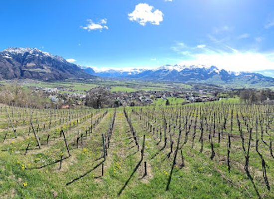 liechtenstein/gamprin-region/shop/weingut-castellum