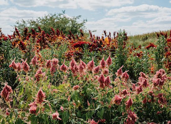 illinois/river-bend/shop/riverbend-flower-farm